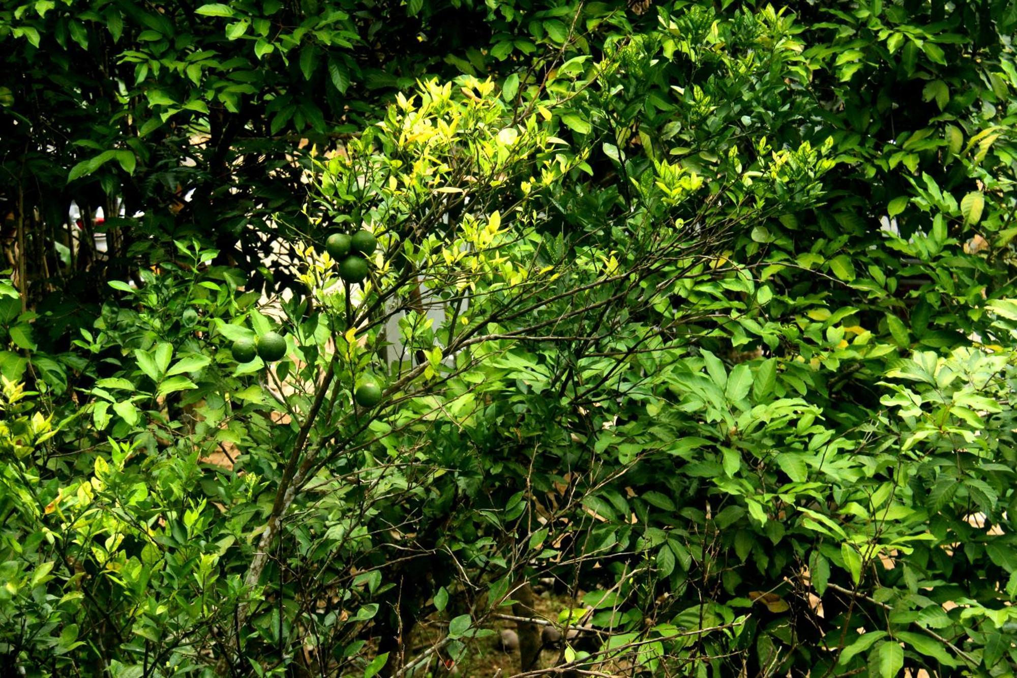 The Breeze Pinnawala Pinnawala  Buitenkant foto